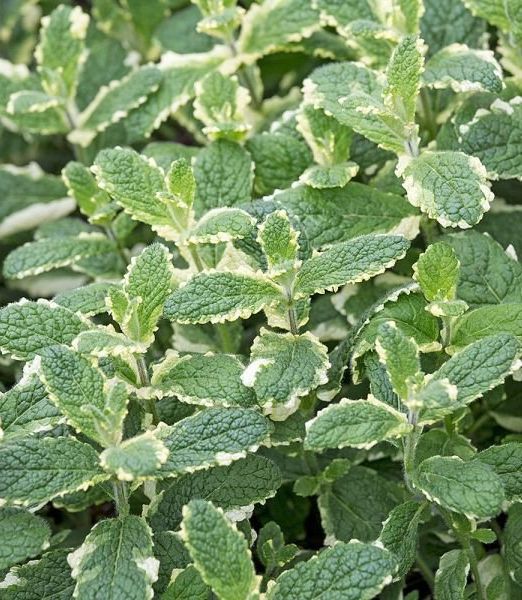 Mentha 'Pineapple Mint'